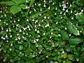 リンネソウ Linnaea borealis