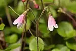 Linnaea borealis subsp. americana