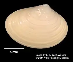 Liocyma_fluctuosa