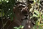ライオン