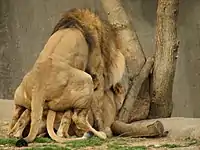 ライオン