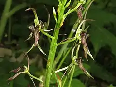 花の紫褐色がやや薄いもの。