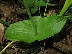 葉は網目模様が目立つ。