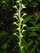 花序
