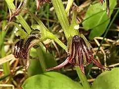唇弁は倒卵形、暗紫色で縦に黒紫色の7脈があり、縁は全縁で先に微細な突起がある。唇弁の先端はしだいにとがる。