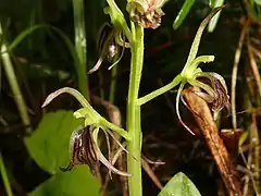 背萼片および側萼片は披針形で、淡黄緑色。側花弁は糸状で、後方に巻き、垂れ下がる。