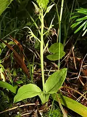 葉は茎の基部に2個が相対してつき、葉身は披針形で、先はやや鈍頭、縁は全縁、基部は徐々に細くなって鎌形に内巻く。