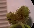 穂の拡大