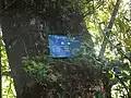 樹皮