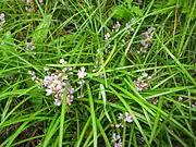 花茎は葉より短い。