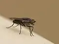 シナホソカトリバエ Lispe sinica