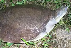 インドハコスッポンL. punctata