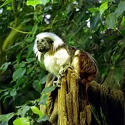 ワタボウシタマリン