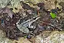 Lithobates brownorum