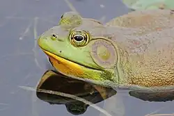 ウシガエル