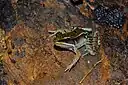 Lithobates maculatus