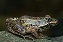 Lithobates neovolcanicus
