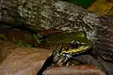 アシビロガエル