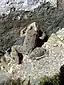 Lithobates zweifeli