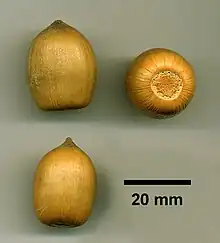 タンオーク (Notholithocarpus densiflorus)