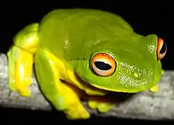アカメアメガエル