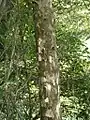 幹の様子