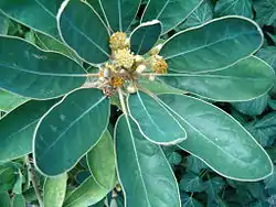 Litsea japonica