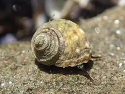 タマキビ(大井ふ頭中央海浜公園)。