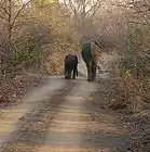 道を歩くゾウ