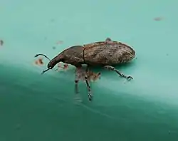 ハスジカツオゾウムシ