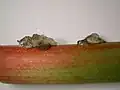 樹脂病。