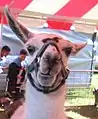 正面から