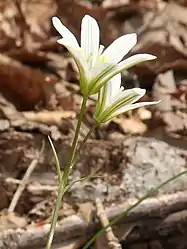 花は平開せず、漏斗状。花被片に緑色の脈がある。