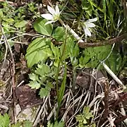 Lloydia trifloraホソバノアマナ