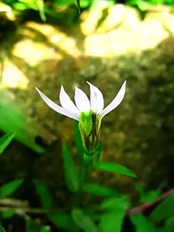 ミゾカクシの花