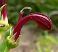 L. polyphylla