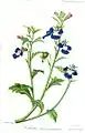 Lobelia
