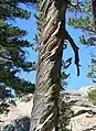 参考：樹幹に捻じれ（旋回木理）が生じたマツの一種コントルタマツ（Pinus contorta）