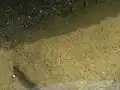 岩の表面に伸びる触手
