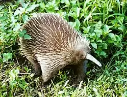 ミユビハリモグラ