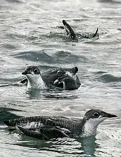 マダラウミスズメ