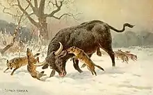 ニェポウォミツェの森のオーロックスと狼オーロックス（ポーランド語でトゥール）は世界で最後に残っていた野生個体群が17世紀にニェポウォミツェの野生オーロックス保護区で絶滅