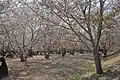 大連人は桜の下で飲食、時には歌い踊る