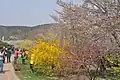 黄色の黄梅(迎春花)の後に桜