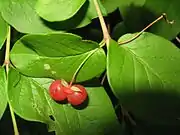 果実は2個の球状の液果となり、6-7月に紅熟する。