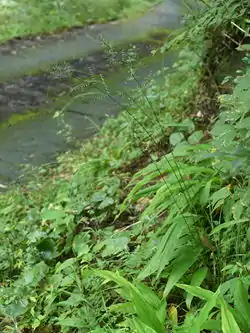 ササクサ