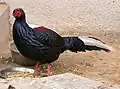 サンケイL. swinhoii