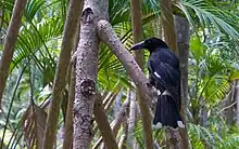 ヤシの木にとまるロード・ハウ島亜種