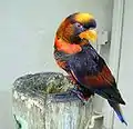 コシジロインコ(Pseudeos fuscata)