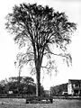 幹が低い位置から分枝する独特の樹形 Ulmus americana